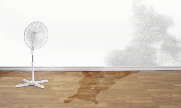 Best 24/7 water damage repair  in Clinton, MI