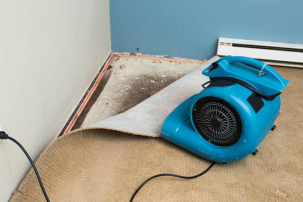 Best Local water damage restoration  in Clinton, MI